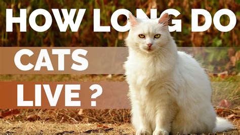 Cat Lifespan On Average How Long Do Cats Live Youtube