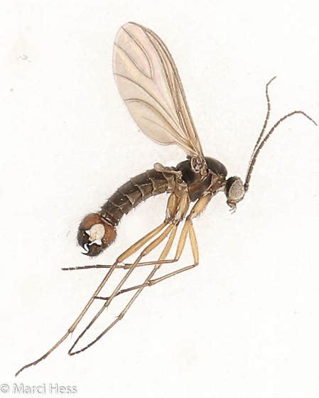 Sciaridae Bugguidenet