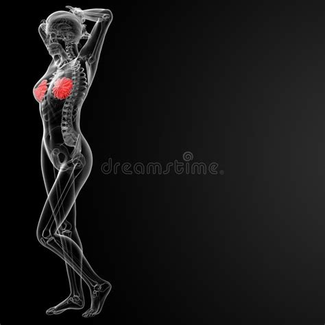 Anatomía Femenina Del Pecho Stock de ilustración Ilustración de