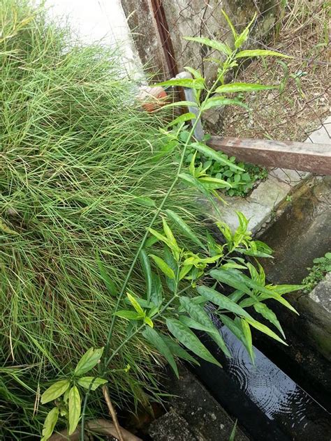 Sabah snake grass and stevia. sabah snake grass assessment on Allripe