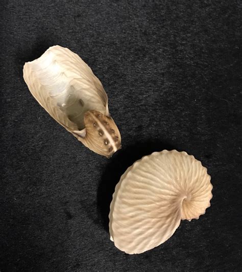 Paper Nautilus Shells