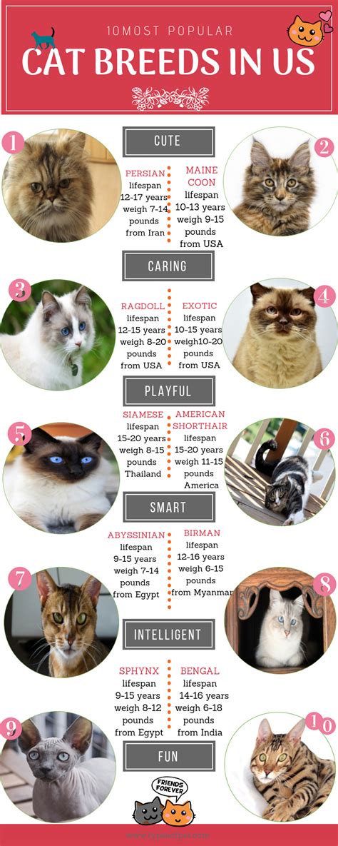 What makes them stand out among many different breeds of cats is their ears. The 10 Most Popular Cat Breeds in the USA 2021
