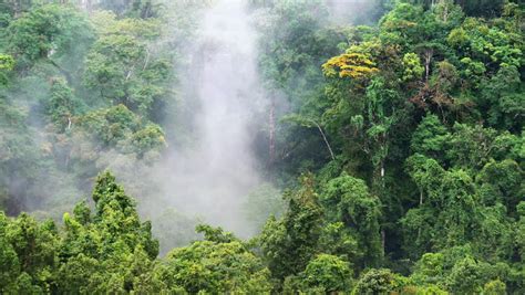 Rainforest Mist Costa Rica 2 Timelapse Time Lapse Of Foggy Mist