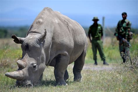 There Are Two Northern White Rhinos Left Both Females Heres How