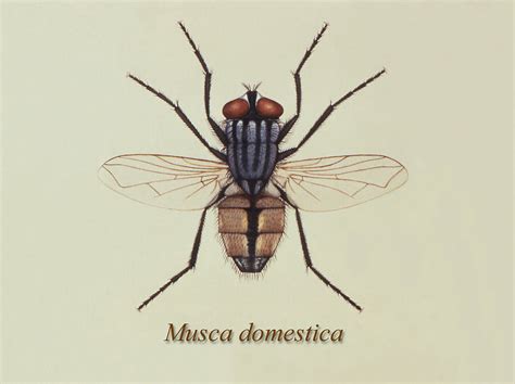 Fly | Free Stock Photo | Illustration of a common house fly | # 15430