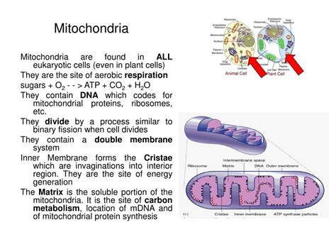Plant cell membranes contain the molecule cholesterol that adds fluidity and phospholipids form a bilayer in plant cell membranes. PPT - Organelles of eukaryotic organelles PowerPoint ...