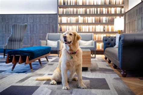 18 Pet Friendly Hotels You Have To Try Travel Channel