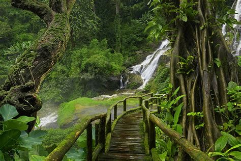 壁紙，泰国，森林，瀑布，橋，jungle，樹幹，苔，大自然，下载，照片