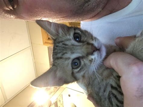 5 kittens need a home! - Dubai - Dubai - Adopt My Pets ...