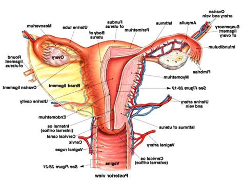 Female Reproductive Anatomy View Wallpapers
