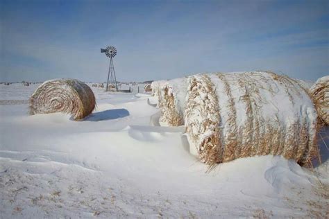 Kansas Winter We Jokingly Refer To The Hay Bales As Frosted Mini