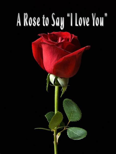 A Red Rose With The Words A Rose To Say I Love You