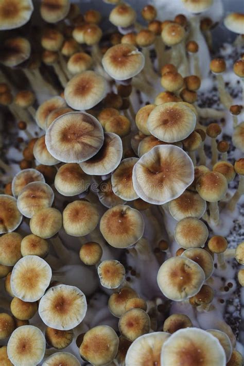 Microgrowing Of Psilocybe Cubensis Mushrooms Mycelium Of Psilocybin
