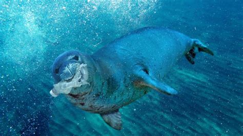 Sea Mammals Fall Prey To Plastic Scourge News The Times