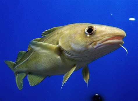 Dorsche kommen überall an der der norwegischen küste vor, einschließlich der fjorde. Wie groß werden Dorsche? | Simfisch.de - Angeln und Outdoor!