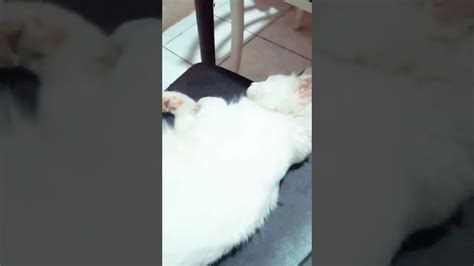 Kucing Gemoy Youtube