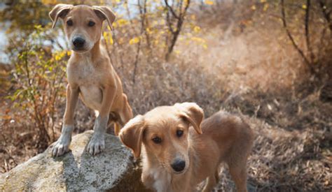 Purebred Vs Mixed Breed Dogs Which Is Right For You