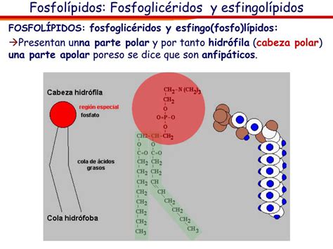 Ppt Bioquímica Los Lípidos Powerpoint Presentation Free Download