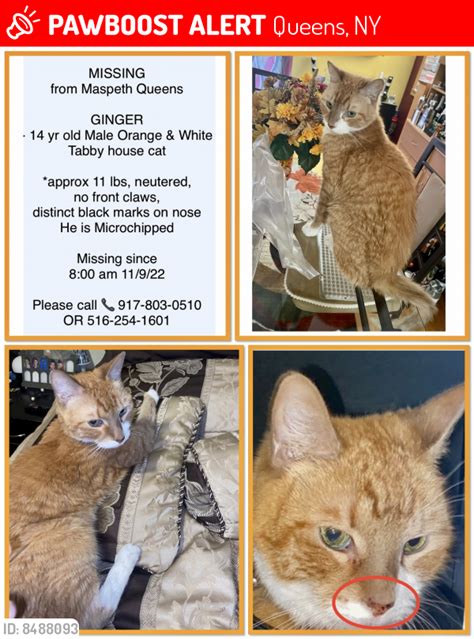 Lost Male Cat In Queens Ny 11378 Named Ginger Id 8488093 Pawboost