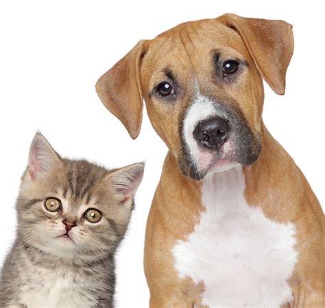 Lista 95 Imagen Imagenes De Perros Y Gatos Juntos Actualizar