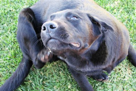 Perché il cane si gratta?