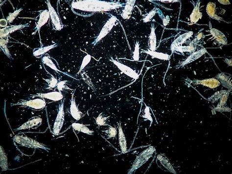 Zooplankton | The Canadian Encyclopedia