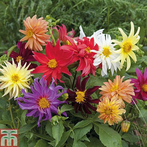 The holiday home has 3 bedrooms, a tv with cable guests at cactus flower can enjoy cycling nearby, or make the most of the garden. Dahlia 'Dwarf Cactus Mixed' seeds | Thompson & Morgan