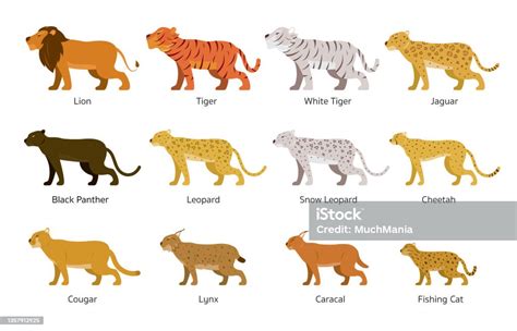 Felidae Feline Or Large Wild Cats Set Stock Illustration Download