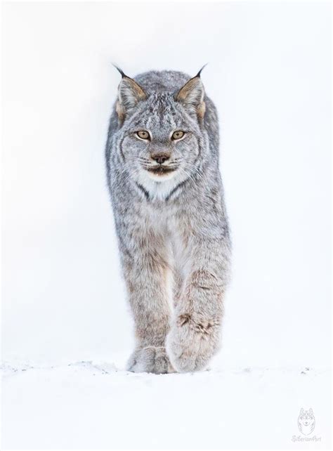 26 Photos Of The Magnificent Canada Lynx The Wild Cat With The