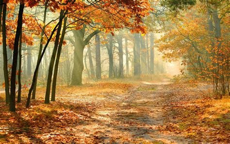 Download Enchanted Forest In The Fall Wallpaper