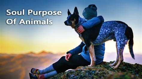 Animal Communication Basics Do Animals Have A Soul Purpose With