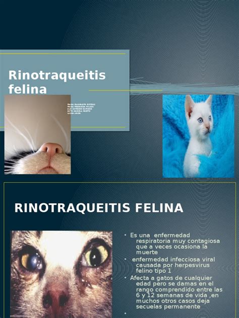 Rinotraqueitis Felina (1) | Virus | Gatos | Prueba gratuita de 30 días