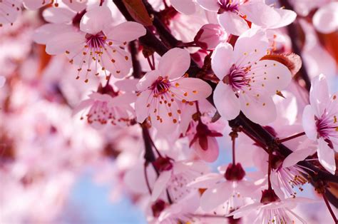 Cherry Blossoms 8k Ultra Hd Wallpaper Background Image 8576x5696