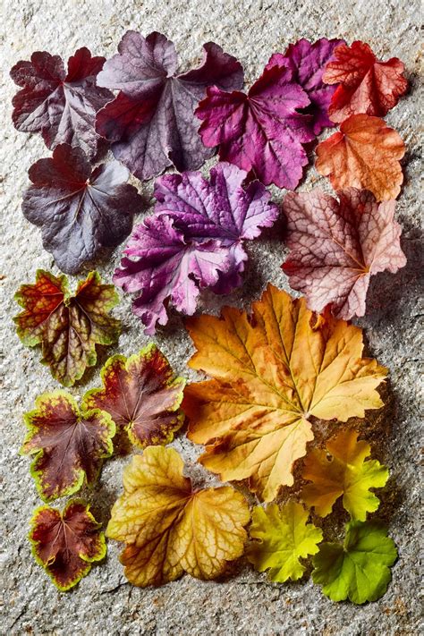 9 Plants With Colorful Leaves That Can Outshine Flowers Shade Garden