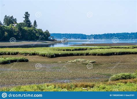 Nisqually Wetlands River 7 Stock Photo Image Of Trees 158265340
