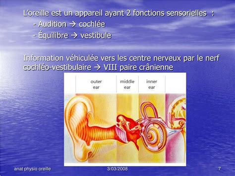 Ppt Anatomie Et Physiologie De Loreille Powerpoint Presentation