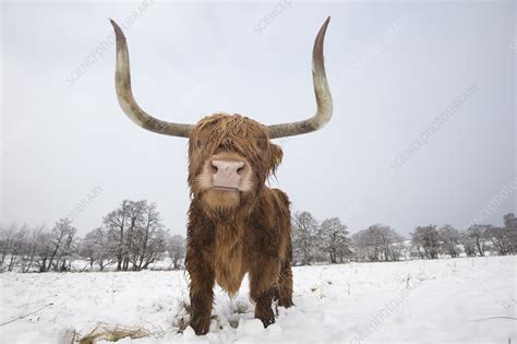 Highland Cow In Snow Stock Image C0428989 Science Photo Library