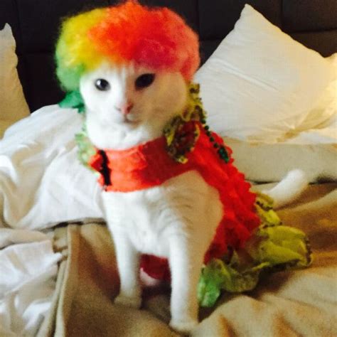 Rainbow Afro Wig Dog Costume Baxterboo