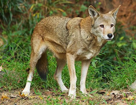 Return Of The Red Wolf Rwssp Of The Month—north Carolina Museum Of