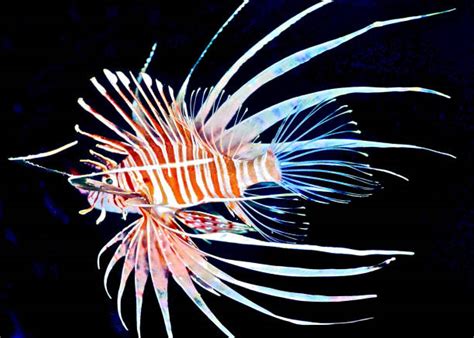 40 Juvenile Lionfish Stock Photos Pictures And Royalty Free Images Istock