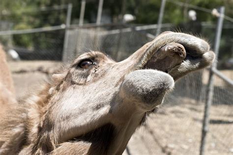 271 Camel Mouth Open Stock Photos Free And Royalty Free Stock Photos