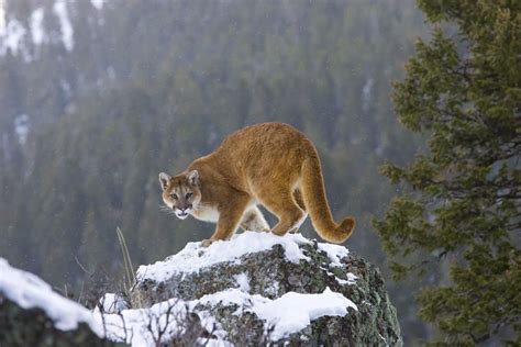 Cougar Animal Facts Felis Concolor Az Animals