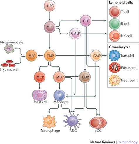 Granulocytes Cell Cartoons Antigen Presenting Cell Medical