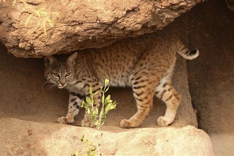Animals in the Desert Ecosystem | Sciencing