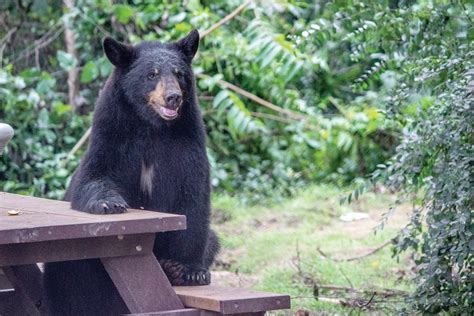 He said there are bears in the little river area in northeast alabama, but those are a different subspecies (ursus americanus americanus) of harms said there are eight collared bears in south alabama and two in north alabama. Make Way For Bears: New Trail Opens with Party at the Zoo ...