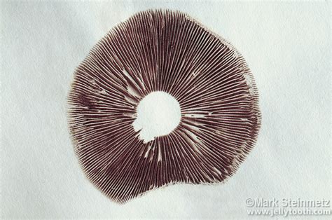 Spore Print Of Hypholoma Sublateritium Mushroom Mark Steinmetz