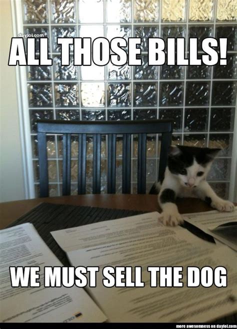 All Those Bills Cat Meme Of The Decade Lol Cat Memes Funny Cats Funny Cat Pictures