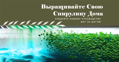 Выращивание водорослей спирулины своими руками - Как сделать?