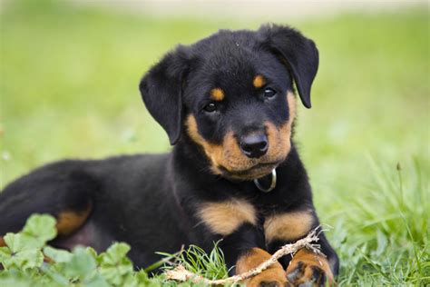 Your rottweiler puppy, while very small at the moment, will grow into a very large dog. 6 Best Rottweiler Dog Foods Plus Top Brands for Puppies ...