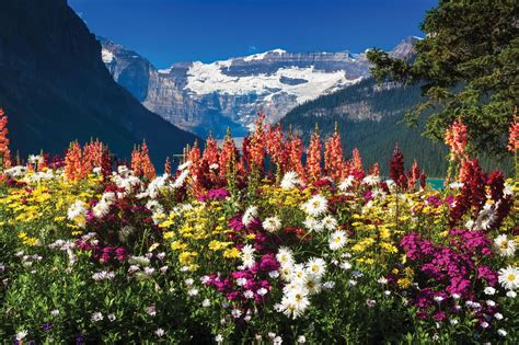 Banff National Park Flowers Flowers Vfw